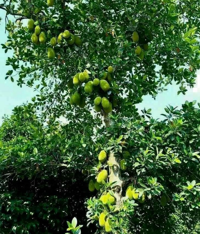 Vườn cây trái nghỉ dưỡng Thủ Dầu Một 2,5 tr/m2